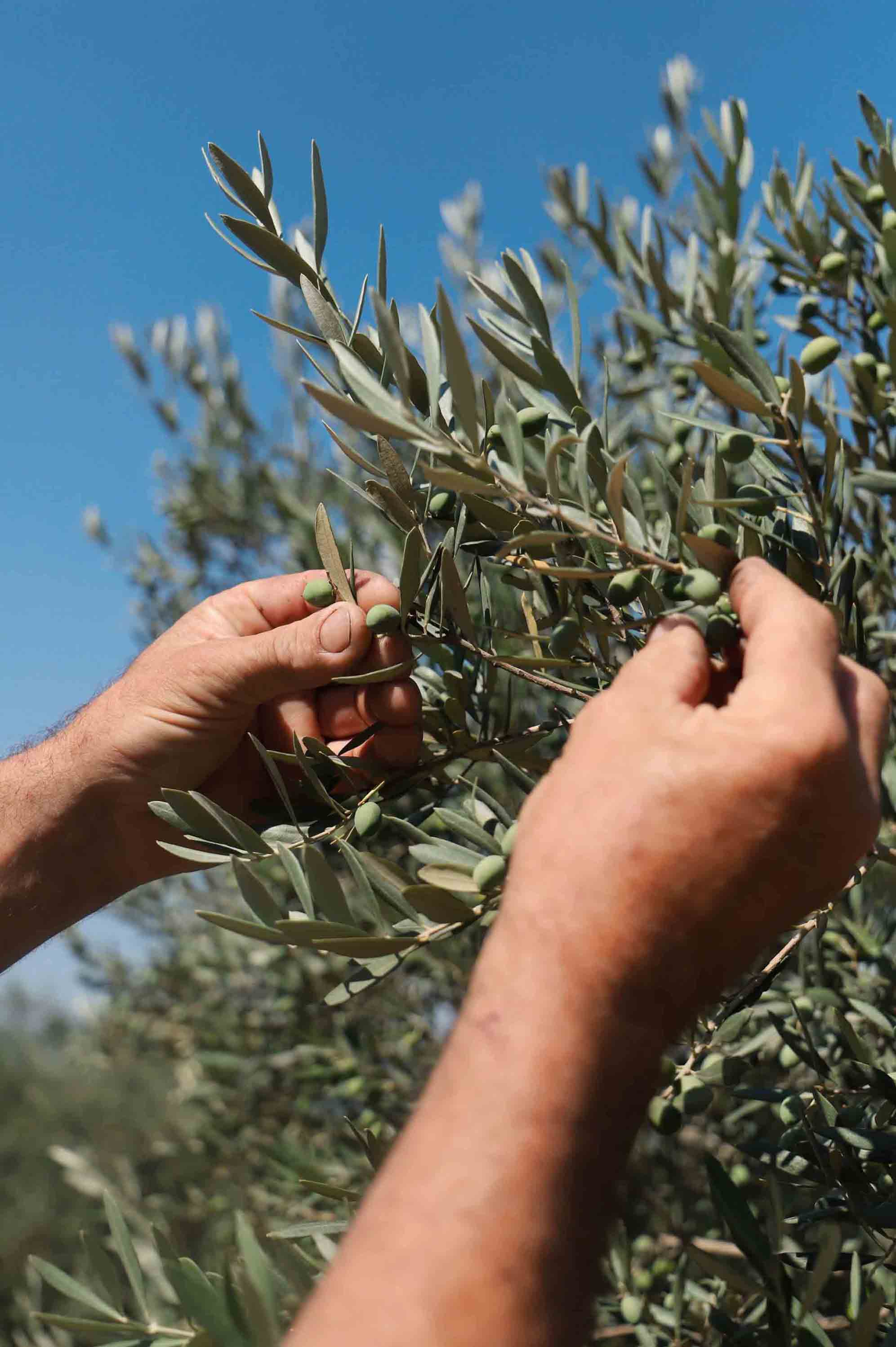 Mani che raccolgono olive dall'ulivo